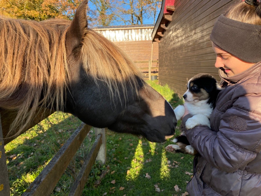 Rainbow Ranch - En plein forme? avec une superbe fourrure !