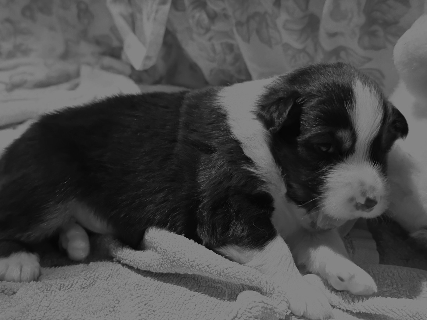 Le Beebee surnommé Benji (provisoirement) a ouvert les yeux.