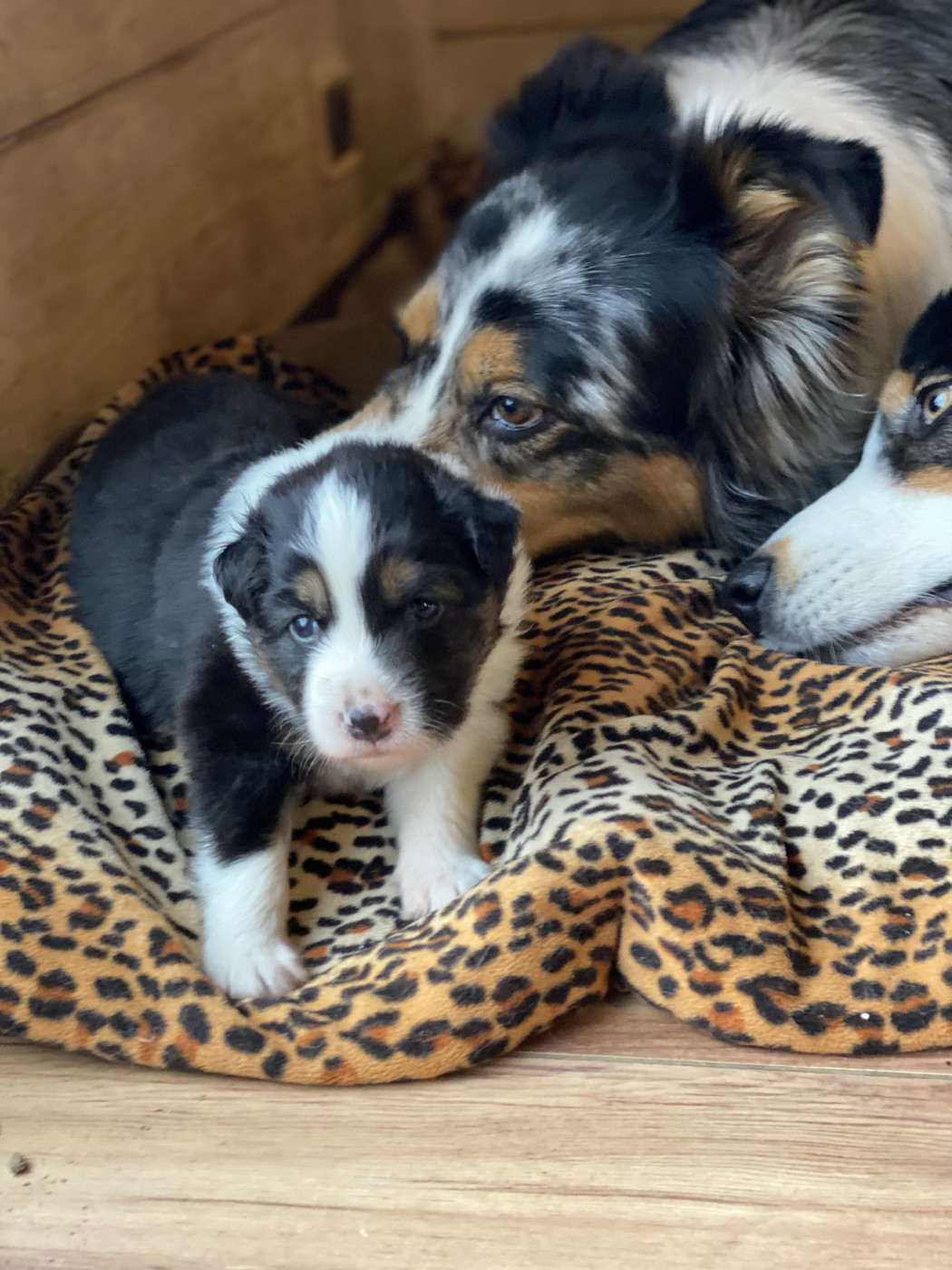 Bouillie, tétées, câlins la belle vie