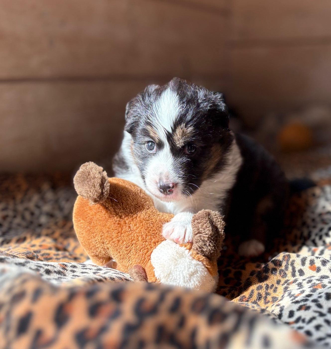 Rainbow Ranch - Benji est sorti de son parc
