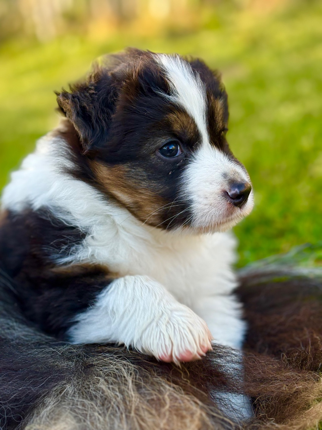 Le bonheur des cavalcades