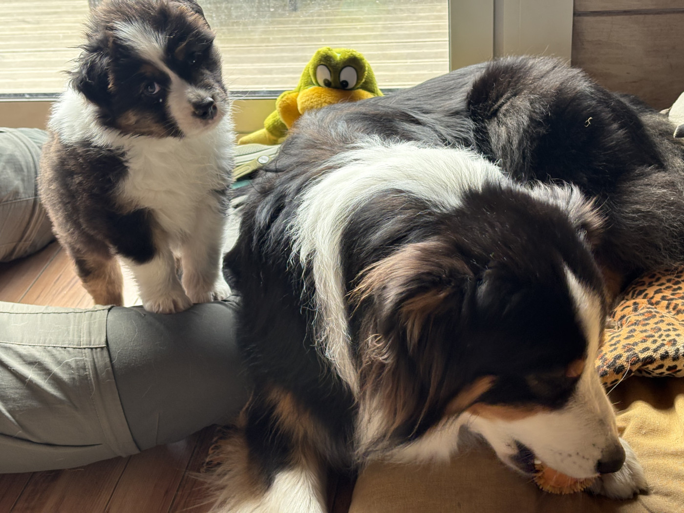 Benji! Apprend très vite