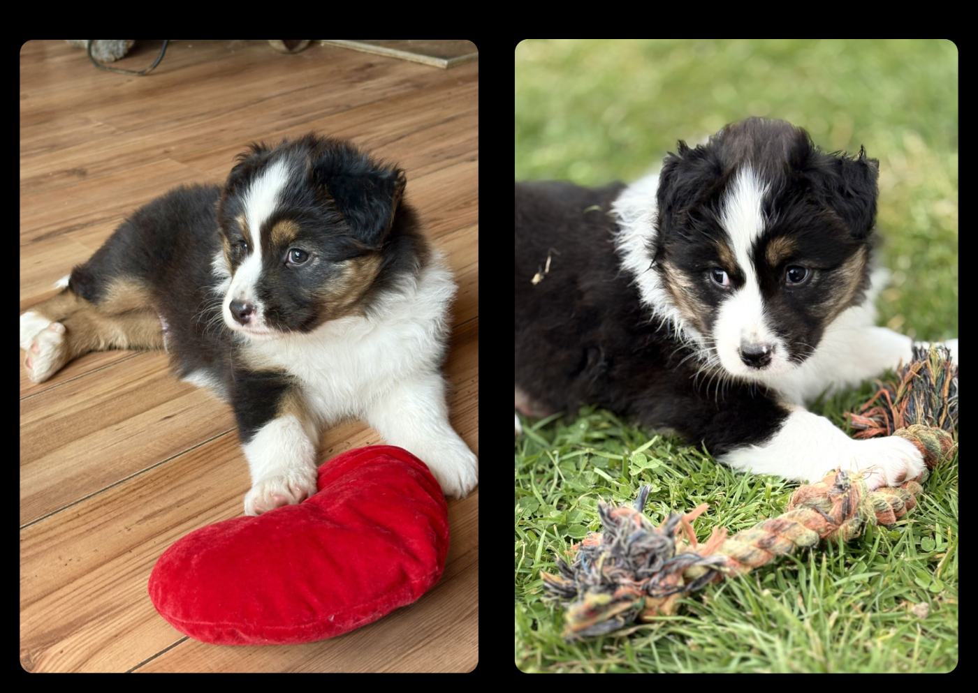 Benji! Et petit chiot aventurier !