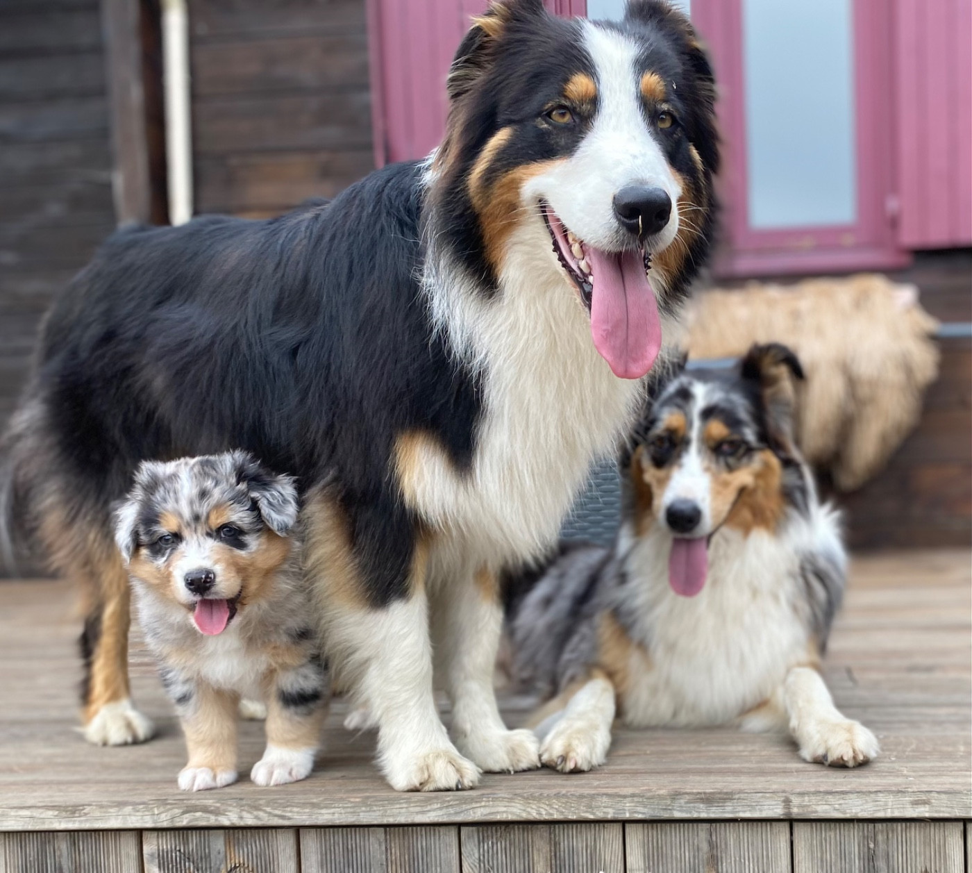 Le livre des chiots d Over se referme
