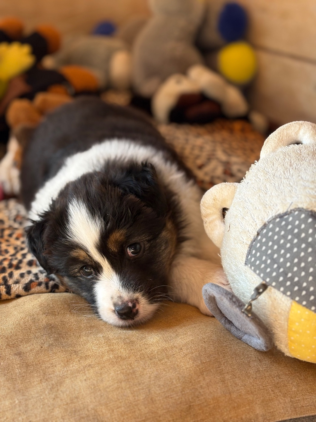 Benji! Un amour de Bout de cul