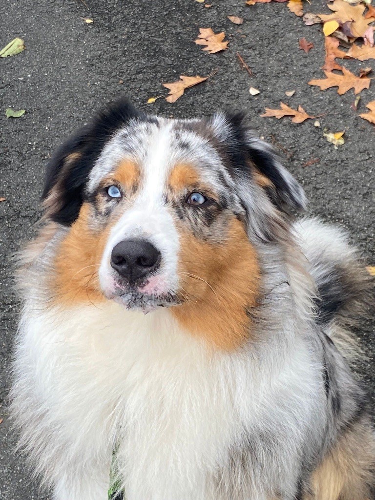 Des nouvelles des chiots nés au Rainbow ranch