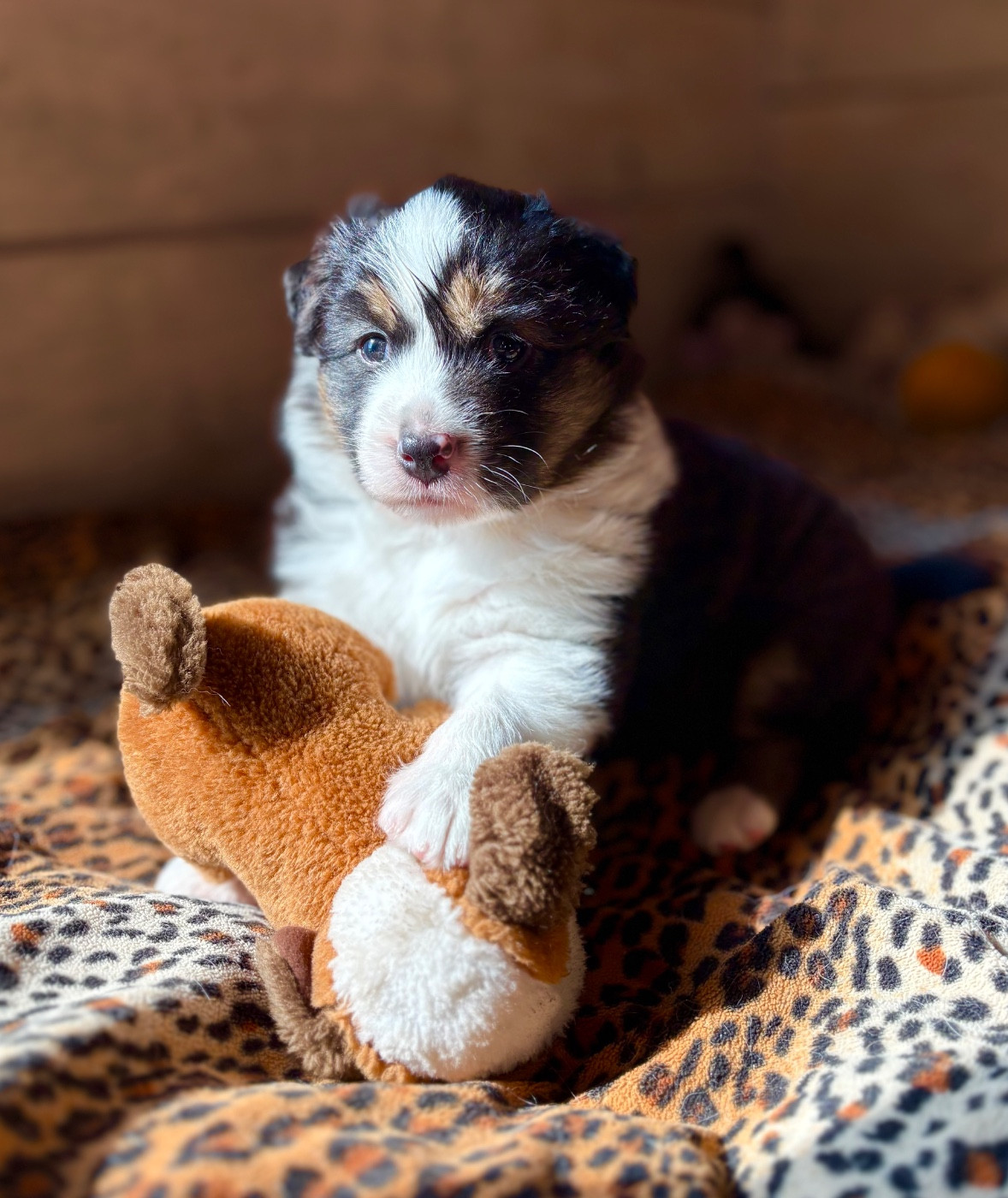 Rainbow Ranch - Chiots disponibles - Berger Australien