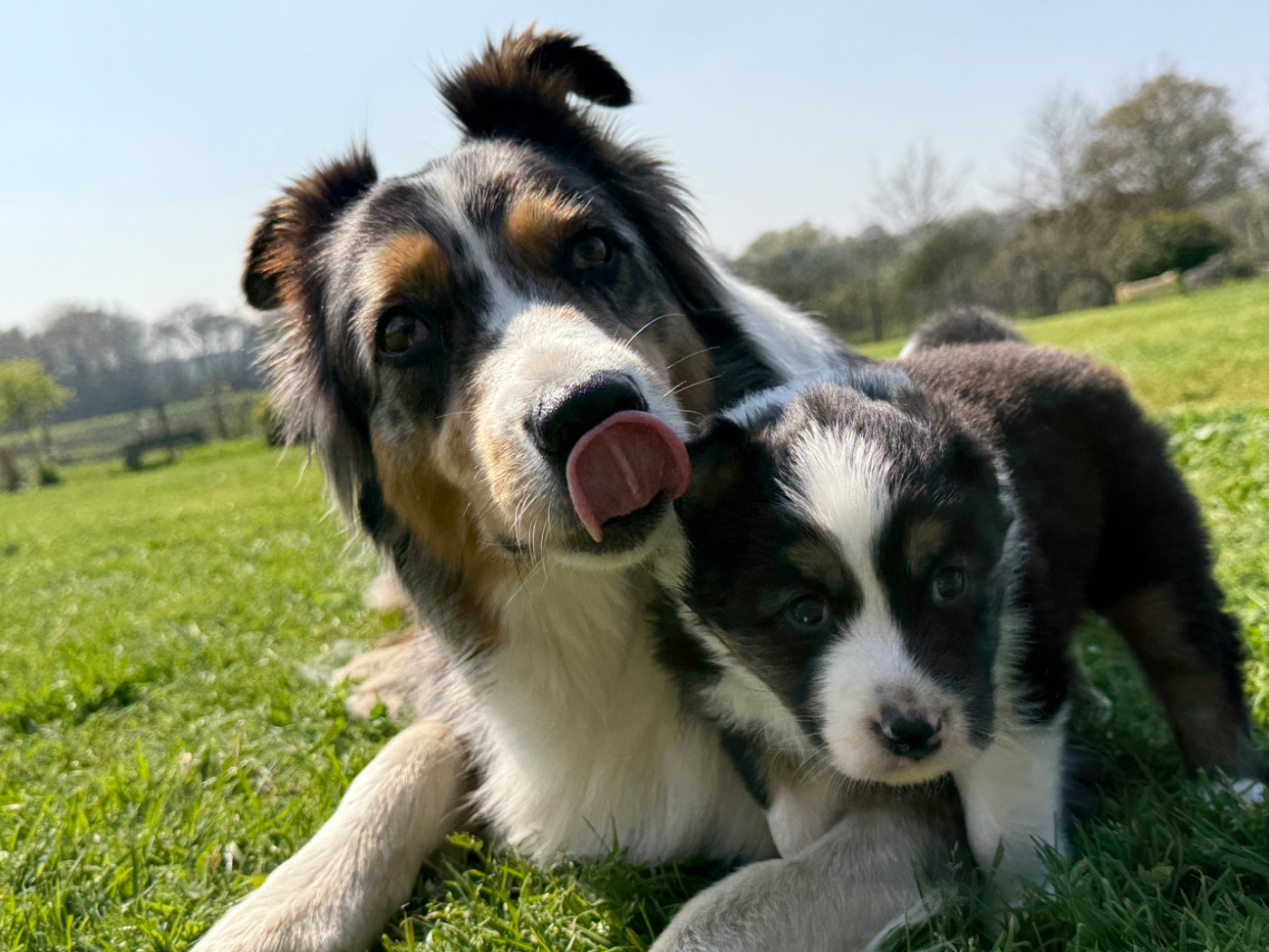 Rainbow Ranch - Berger Australien - Portée née le 17/02/2026