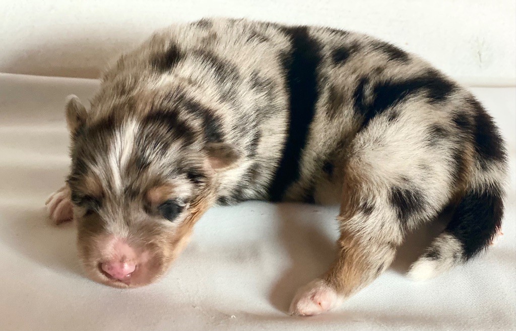 Rainbow Ranch - Chiots disponibles - Berger Australien