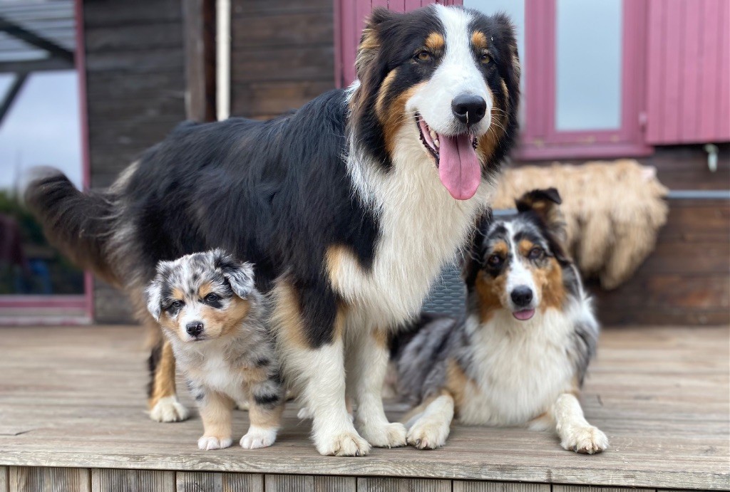 Chiot Berger Australien Rainbow Ranch