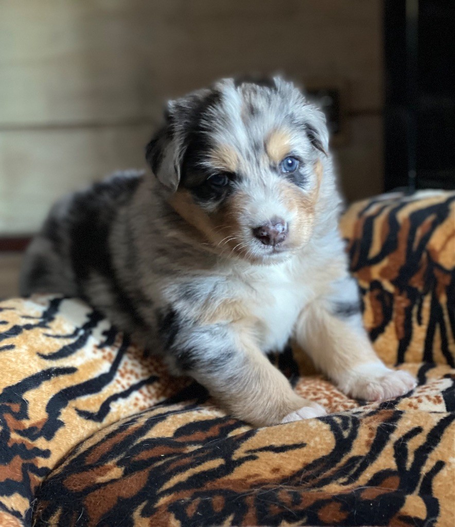 Rainbow Ranch - Chiots disponibles - Berger Australien
